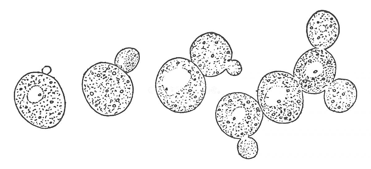 Раскраска Дрожжевые клетки под микроскопом