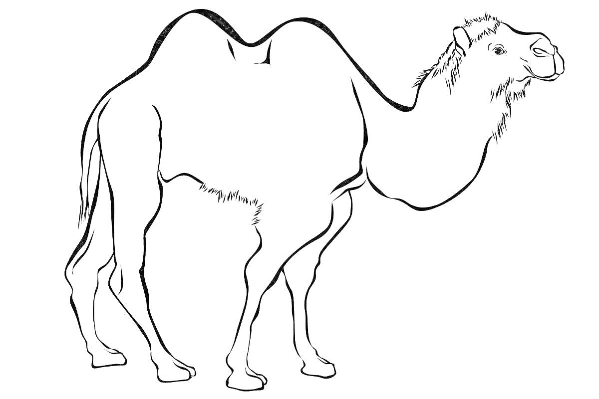 Раскраска Верблюд с двумя горбами
