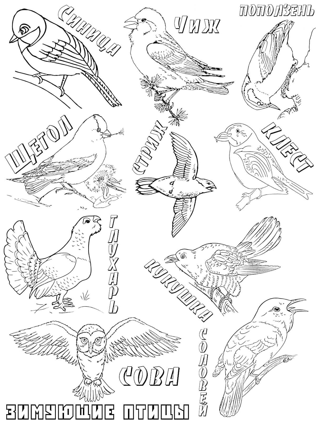 Раскраска с зимующими птицами: синица, чиж, поползень, щегол, свиристель, клест, глухарь, кукушка, соловей, сова