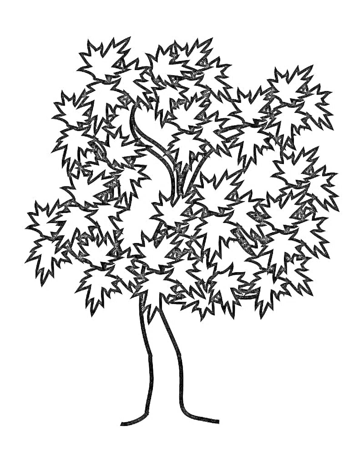 На раскраске изображено: Клен, Листья, Природа
