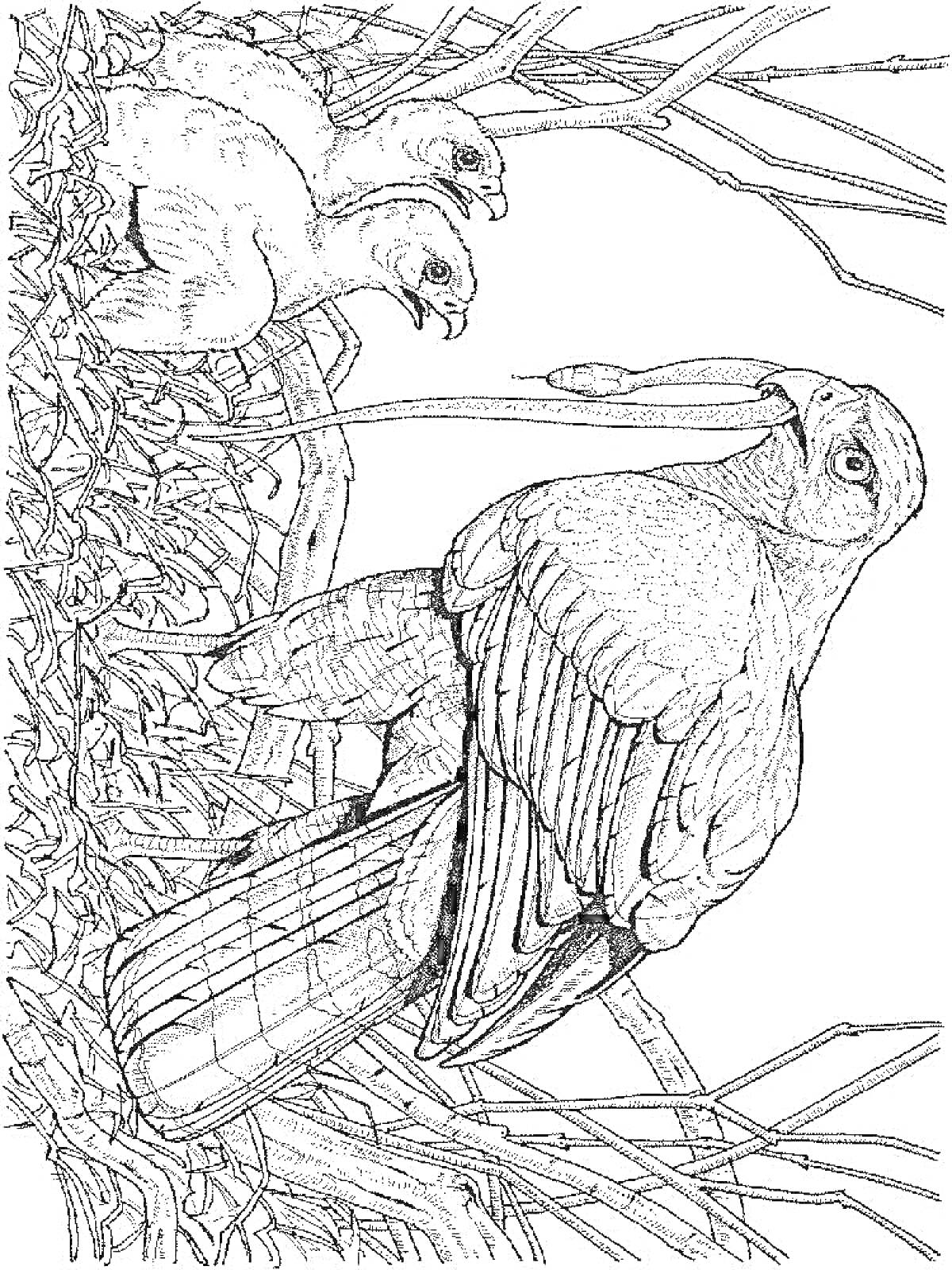 На раскраске изображено: Ястреб, Гнездо, Природа, Контурные рисунки, Птица
