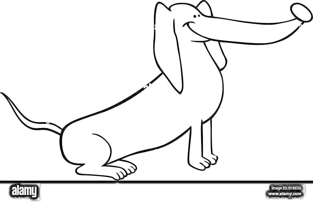 На раскраске изображено: Такса, Собака, Длинные уши, Для детей, Уши