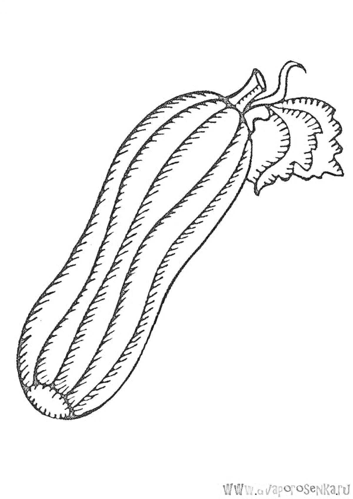 Раскраска Кабачок с листьями