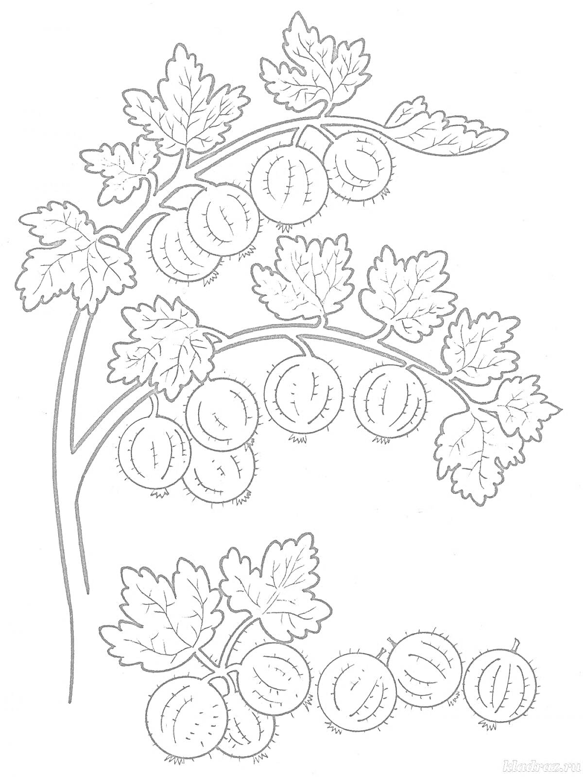 На раскраске изображено: Крыжовник, Ягоды, Ветка, Листья, Для детей, Природа