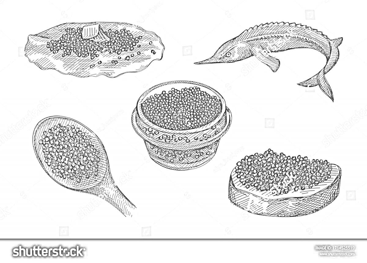 На раскраске изображено: Икра, Бутерброд, Ложка, Рыба, Морепродукты, Еда