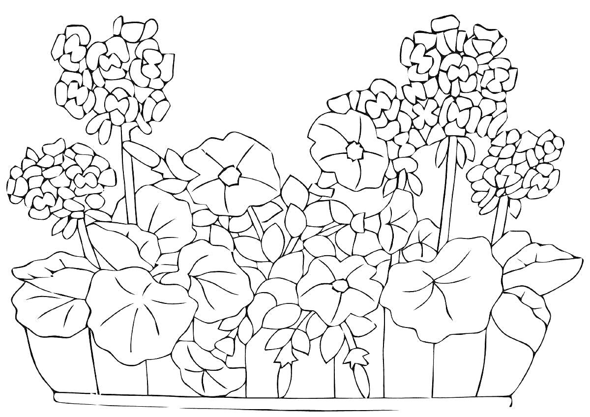 На раскраске изображено: Герань, Цветы, Листья, Кашпо, Природа, Растения, Садоводство