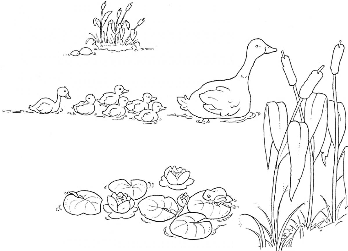 На раскраске изображено: Утка, Яйца, Камыши, Трава, Кувшинки, Природа, Водоем