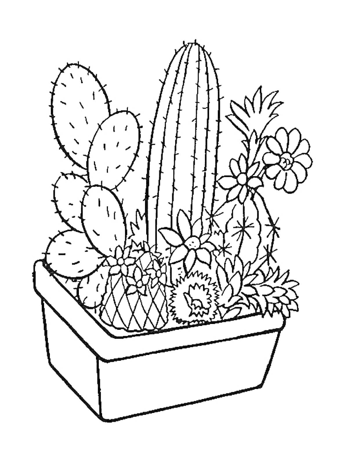 На раскраске изображено: Комнатные растения, Цветы, Суккуленты, Горшки, Кактусы