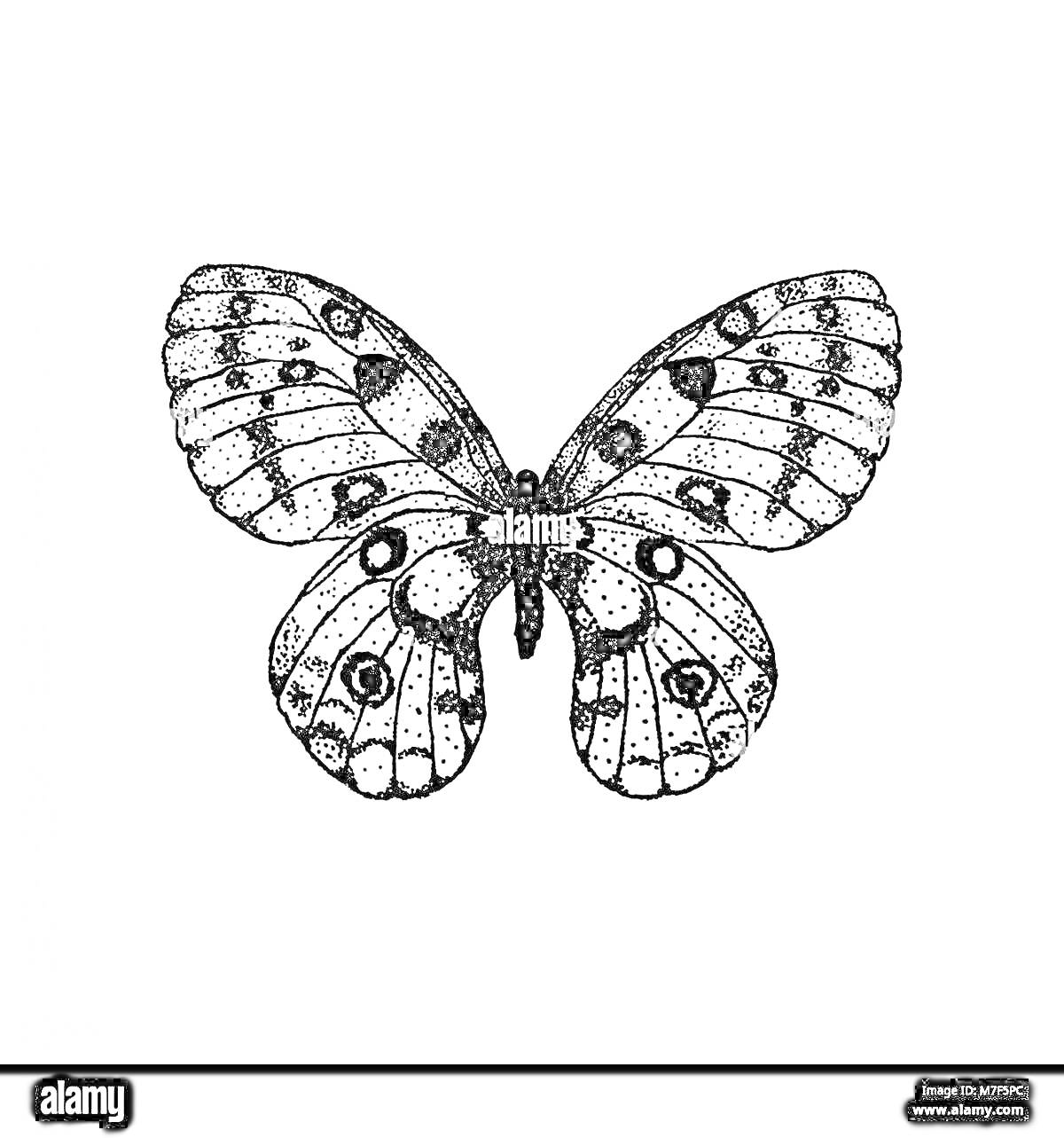 На раскраске изображено: Бабочка, Аполлон, Крылья, Насекомое, Принт