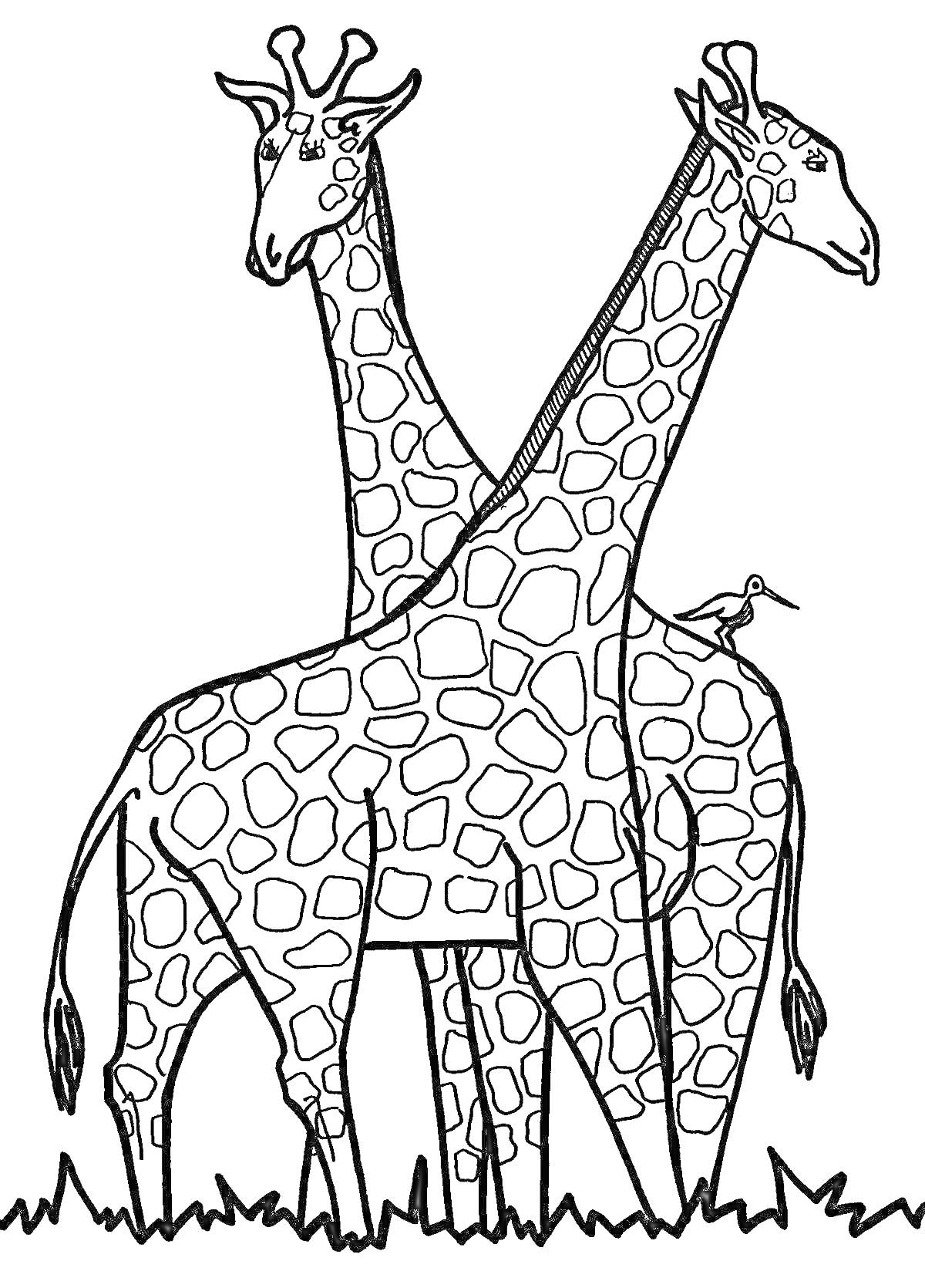 На раскраске изображено: Жирафы, Птица, Трава, Животные