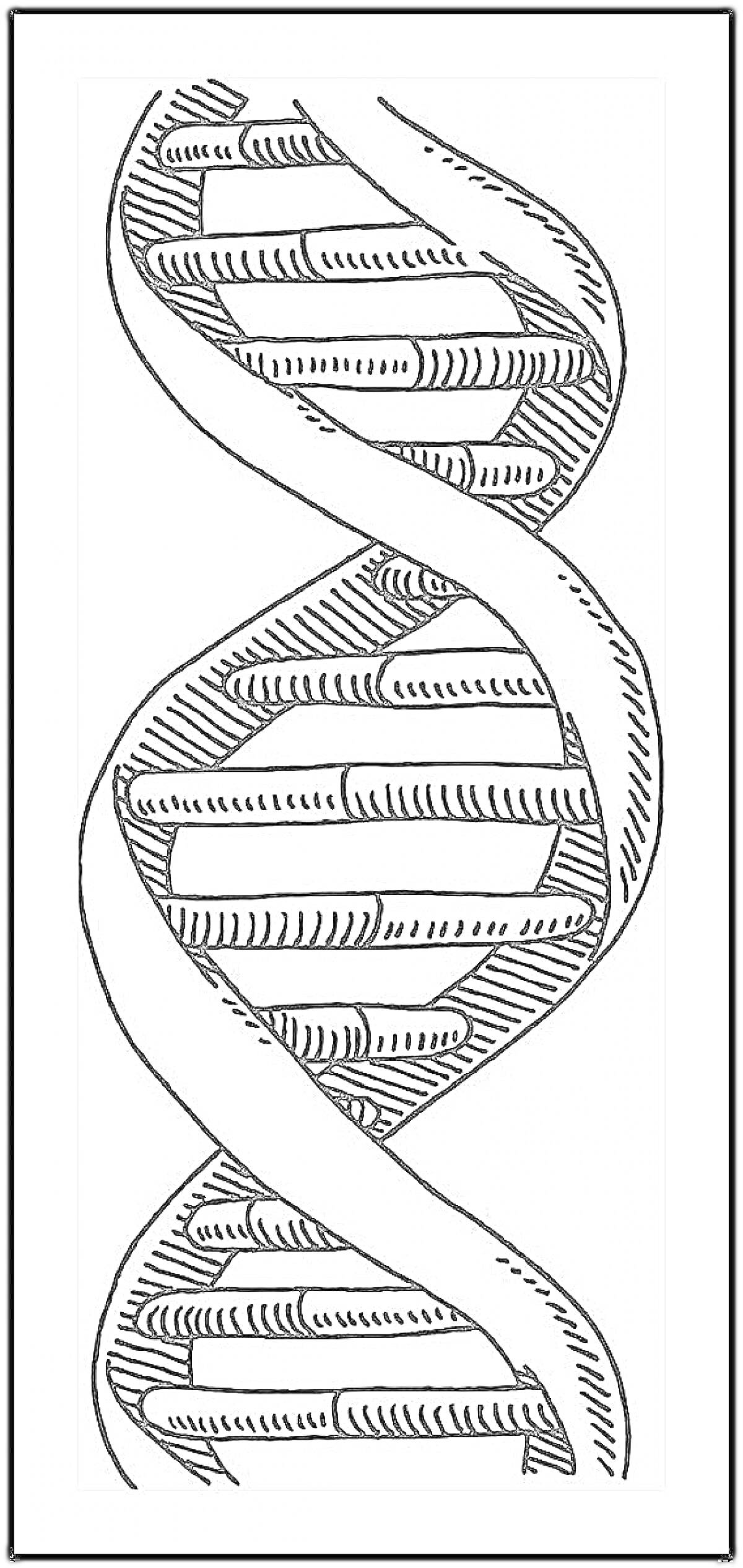На раскраске изображено: ДНК, Молекула, Генетика, Биология, Двойная спираль, Наука, Химия, Структура