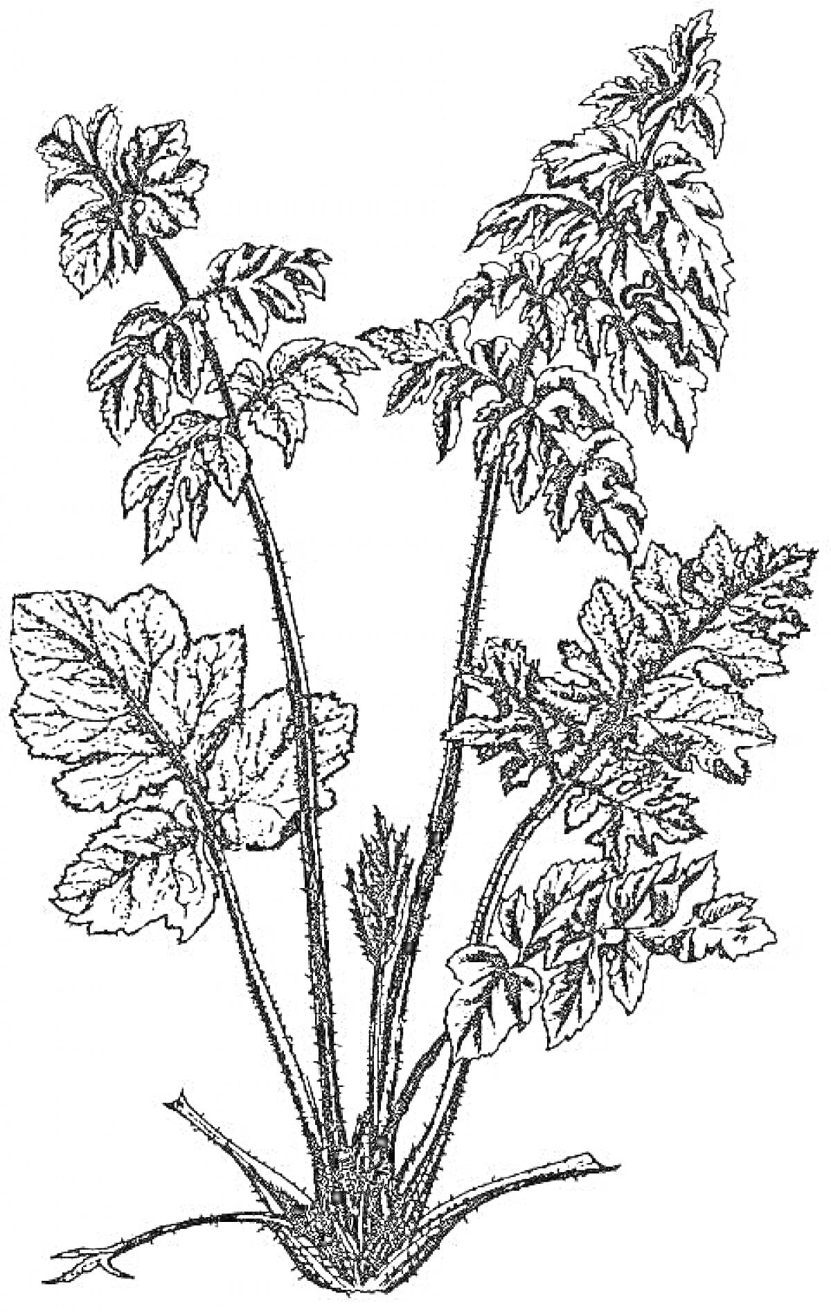 Раскраска Растение борщевик, листья и стебли