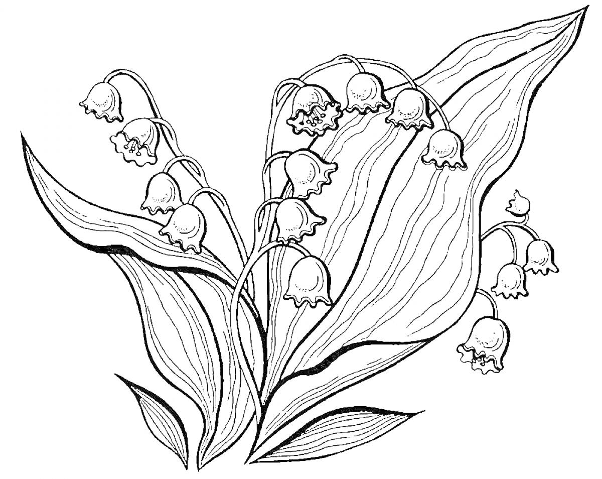 Раскраска Ландыш с листьями и цветками