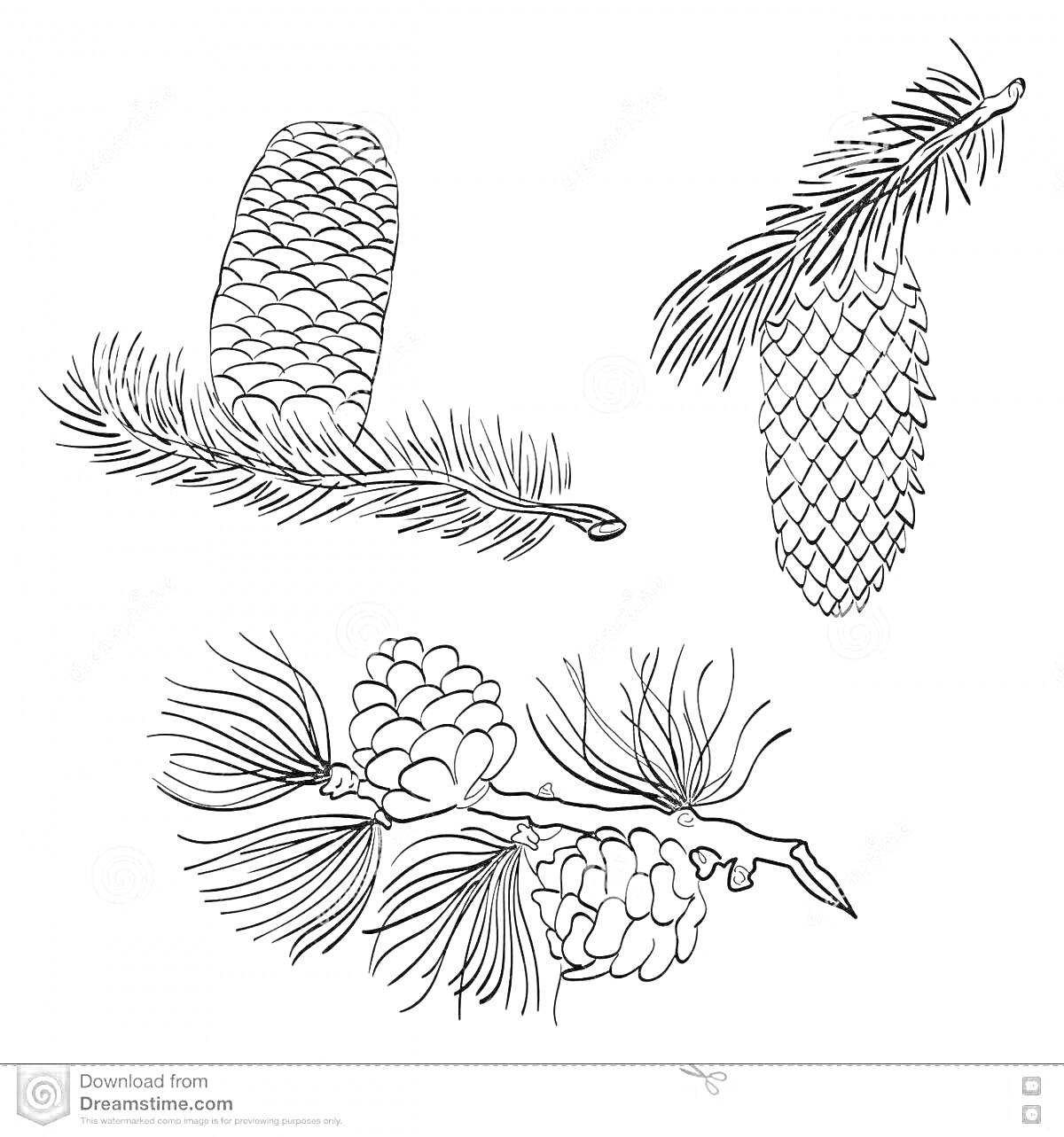 Раскраска Три шишки на ветках с хвойными иголками