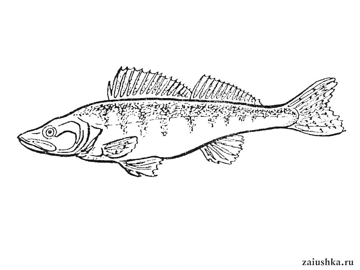 Раскраска судак с детализированными плавниками и кромкой хвоста