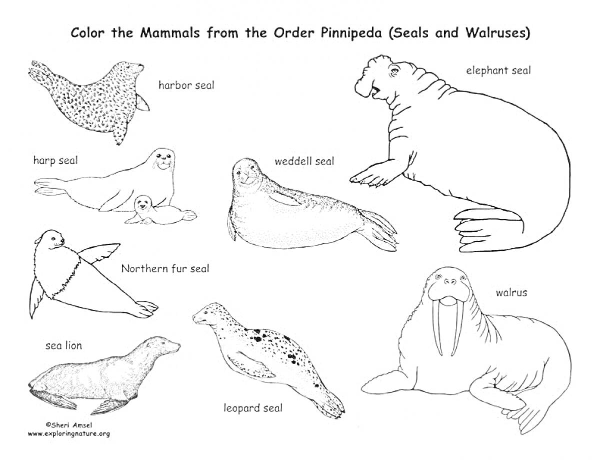 На раскраске изображено: Млекопитающие, Тюлени, Морж, Арктика, Антарктида, Учеба, Морской слон, Морской лев, Образование