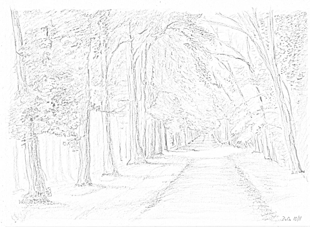 Раскраска Аллея с мощёной дорожкой, окружённой высокими деревьями