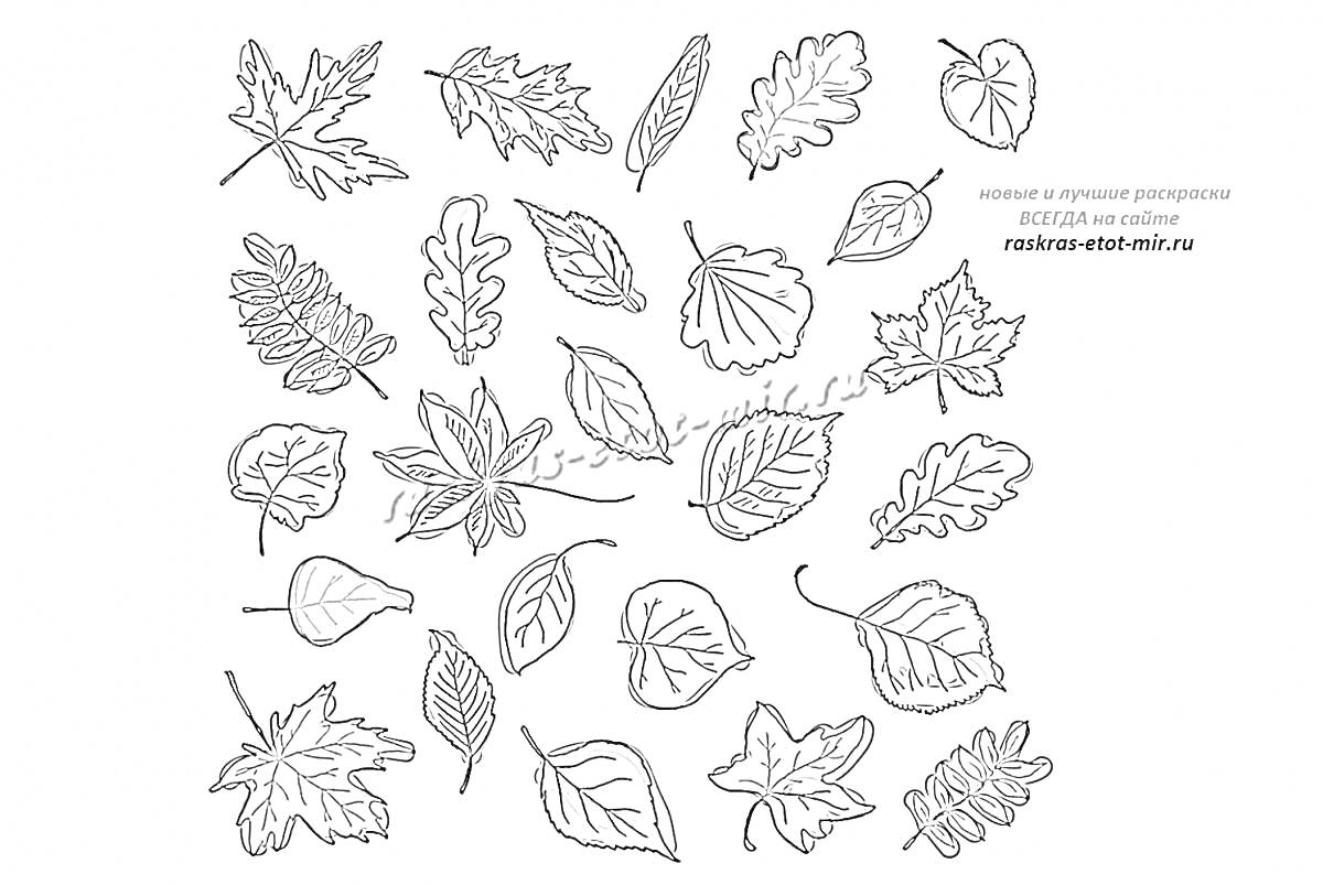 На раскраске изображено: Листья, Клен, Дуб, Каштан, Осень, Природа