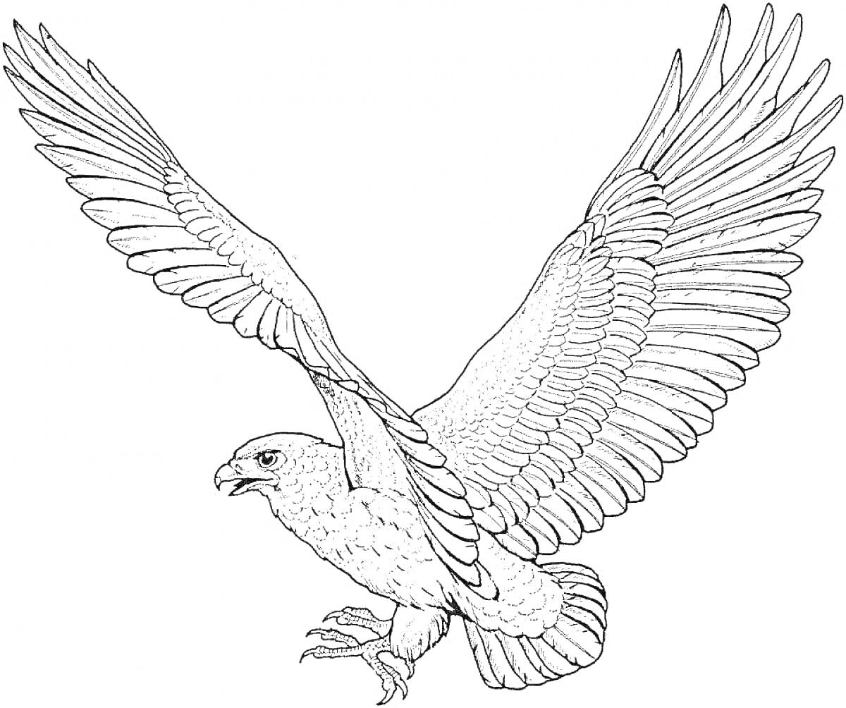 Раскраска Сокол с расправленными крыльями в полете