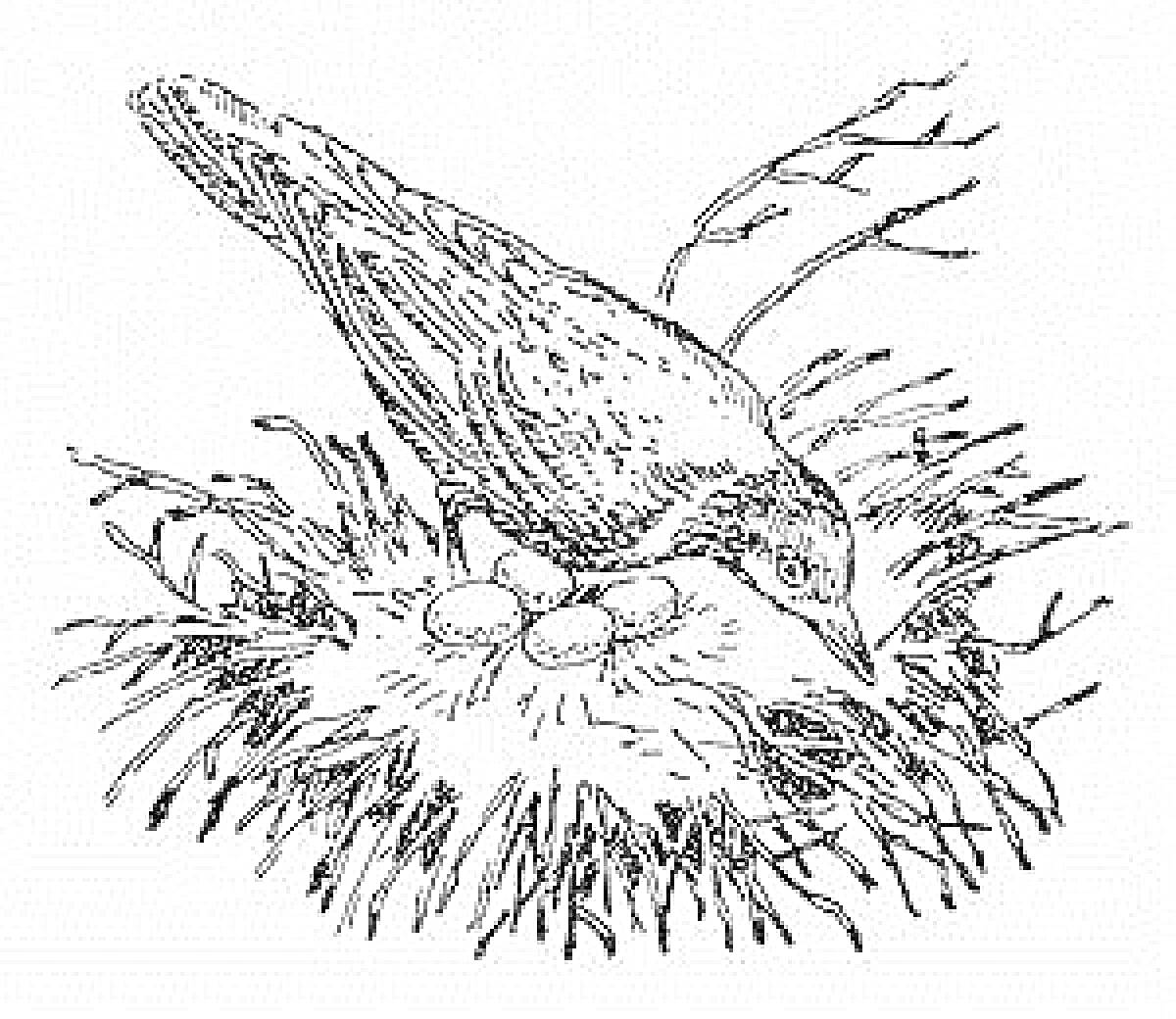 Раскраска Птица на гнезде с яйцами на ветке