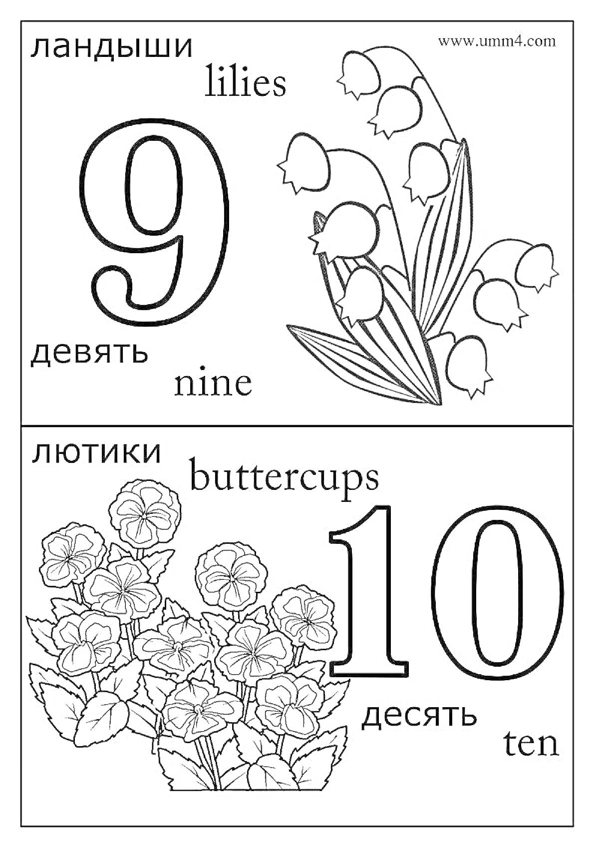 На раскраске изображено: Цифры, Английский язык, Девять, Десять, Ландыши