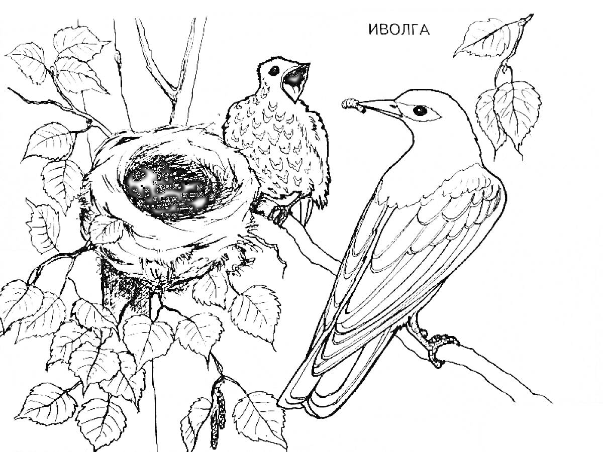 На раскраске изображено: Гнездо, Ветка, Листья, Птенец, Природа, Птица, Корм