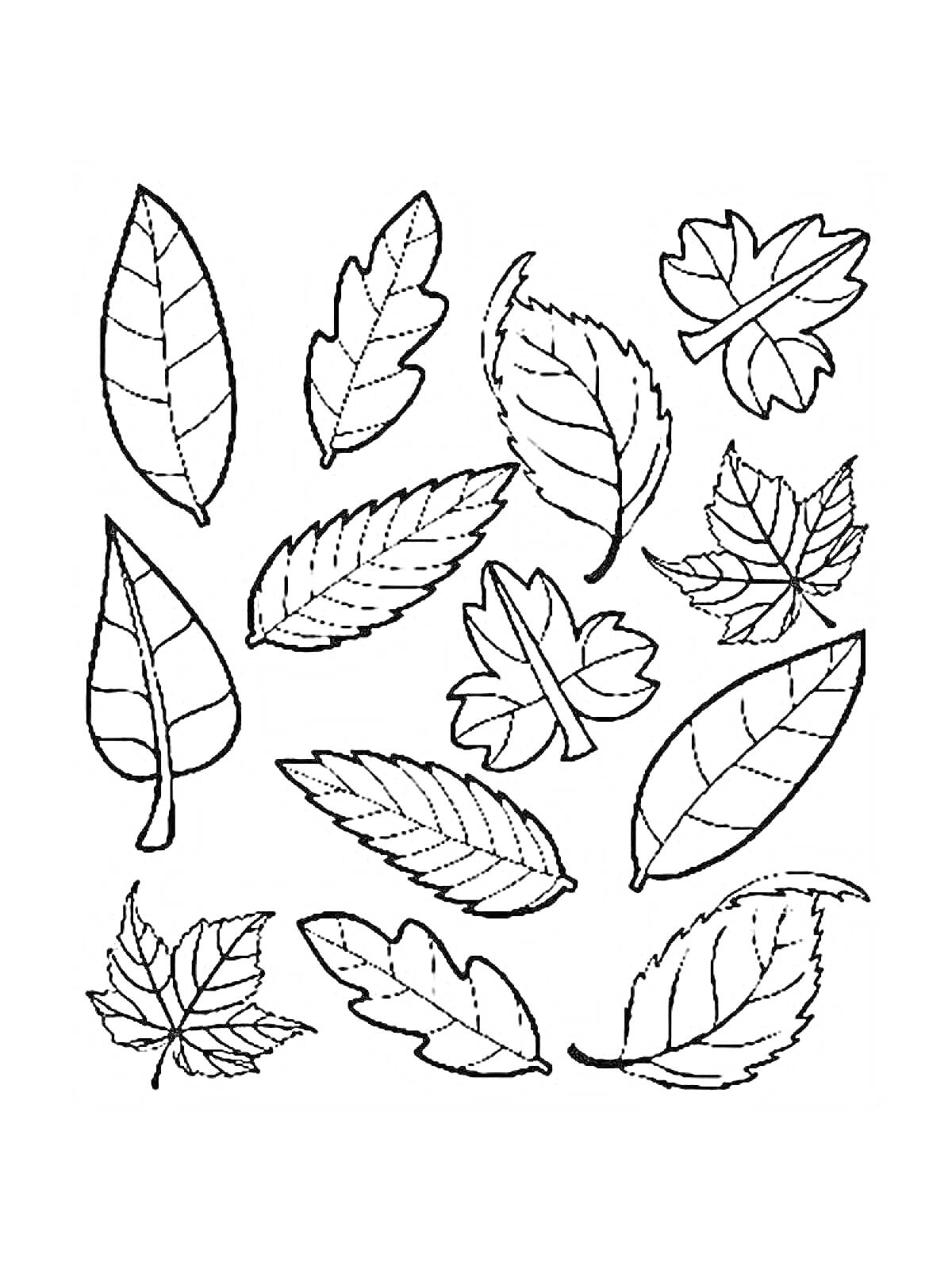 На раскраске изображено: Листья, Осень, Природа, Клен, Дуб, Береза, Для детей