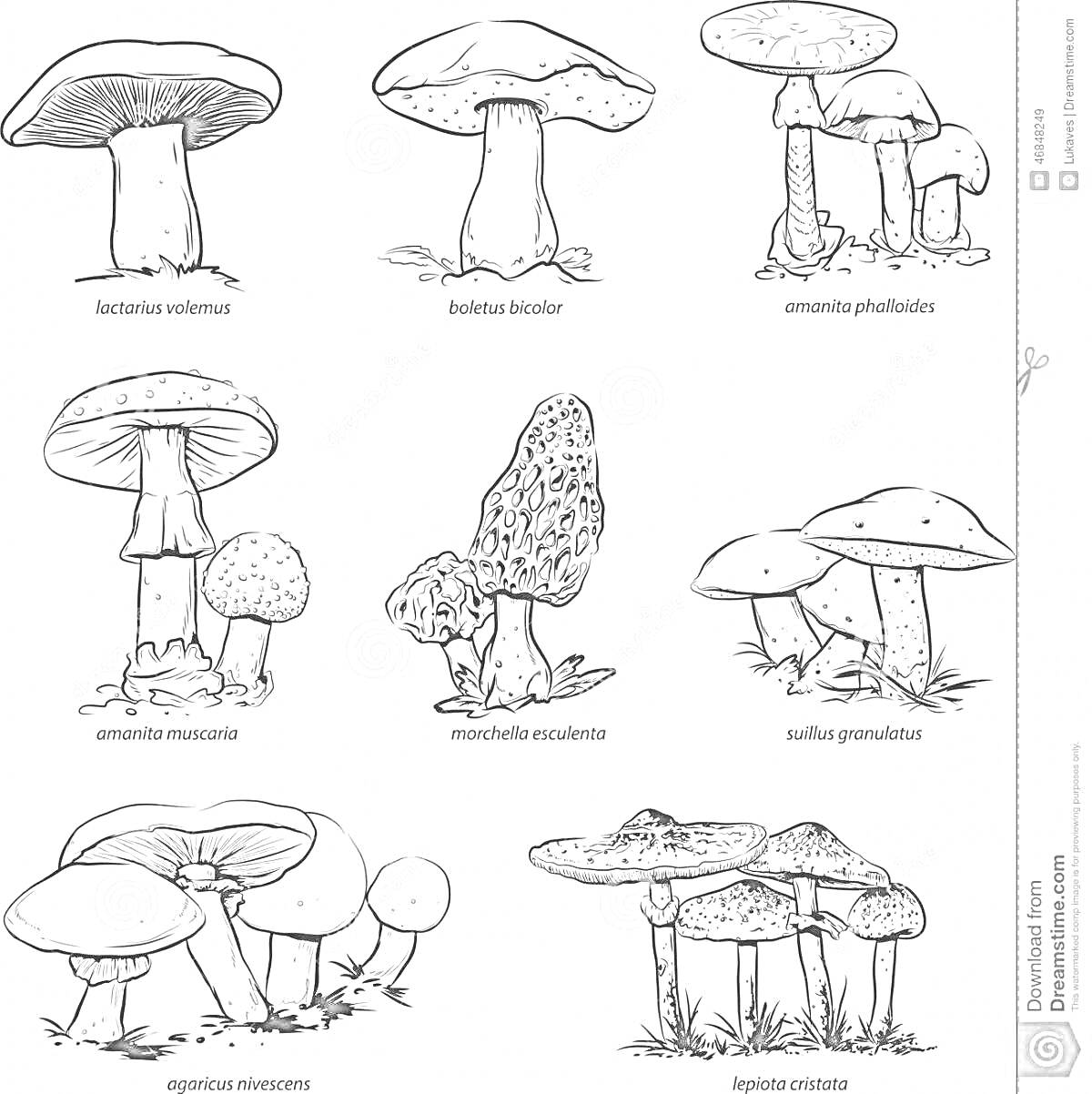 Amanita Phalloides, Boletus Edulis, Amanita Muscaria, Morchella Esculenta, Suillus Granulatus, Agaricus Bisporus, Hygrophorus Marzuolus