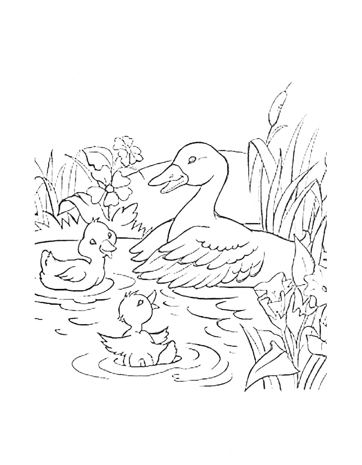 Раскраска Утка с утятами в пруду среди растений и цветов