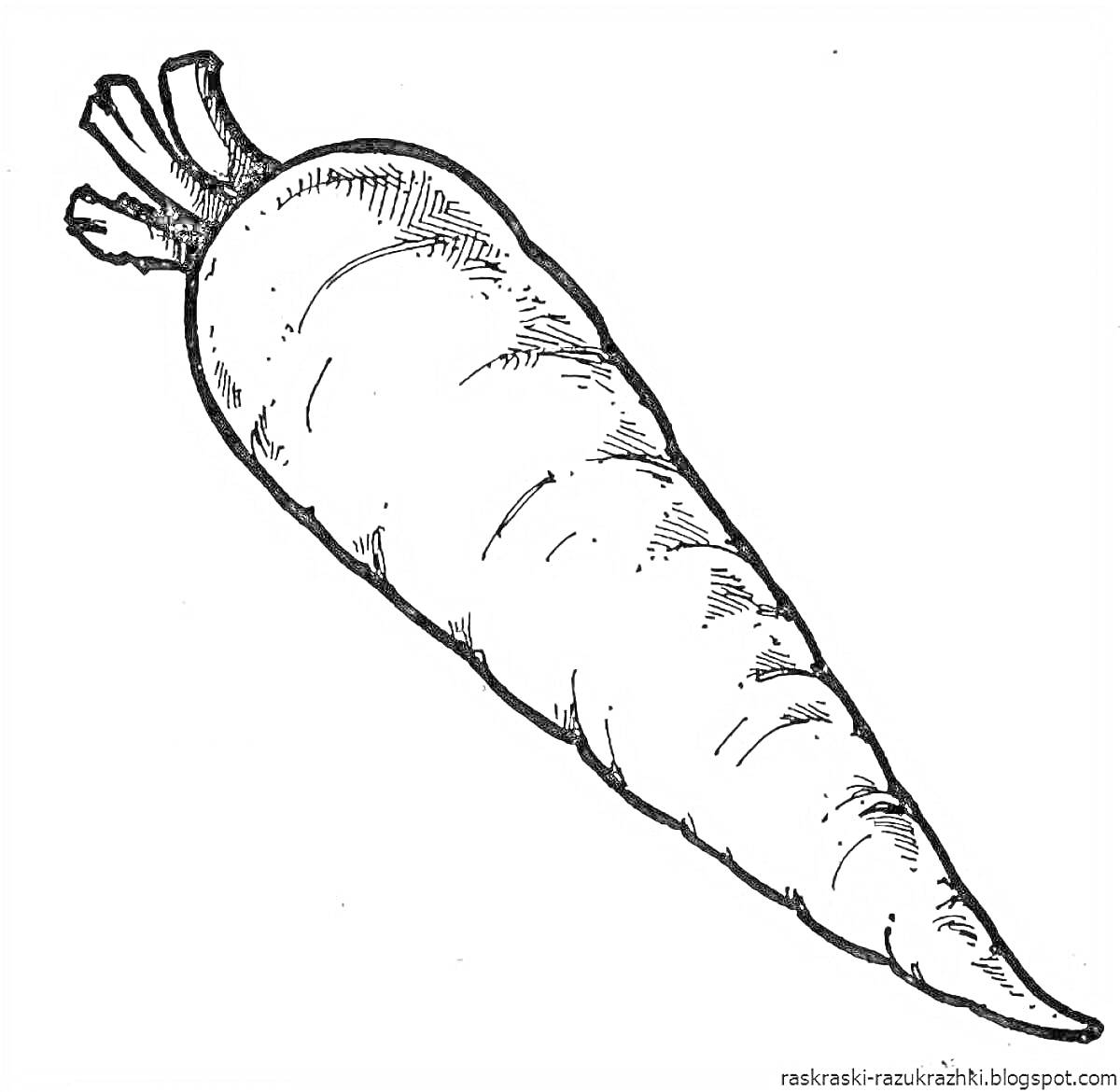Раскраска рисунок морковка с листьями на черно-белом фоне