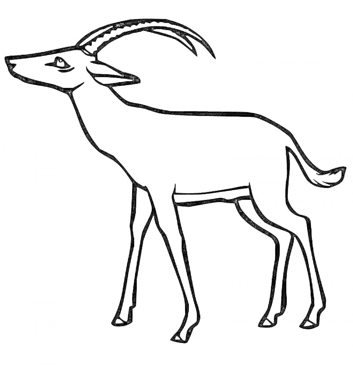 Раскраска Антилопа с длинными рогами на белом фоне