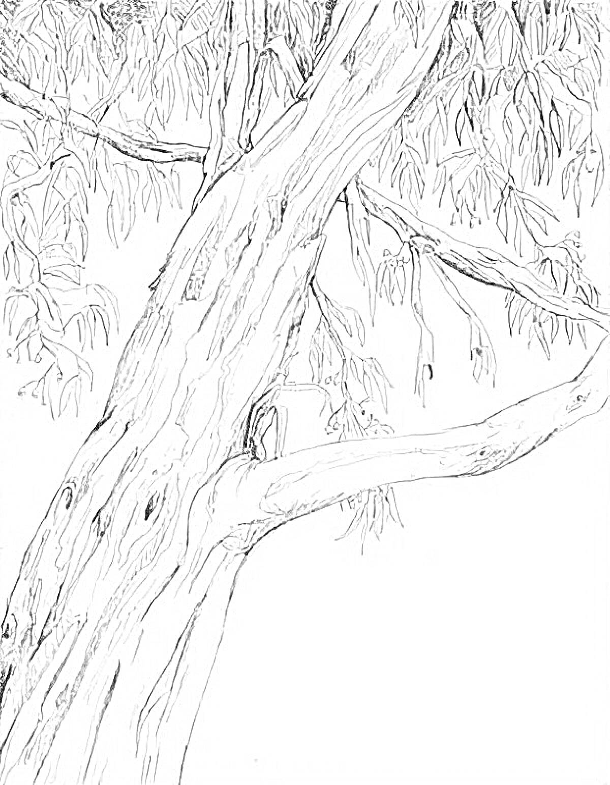 Раскраска Эвкалиптовое дерево с ветвями и листьями