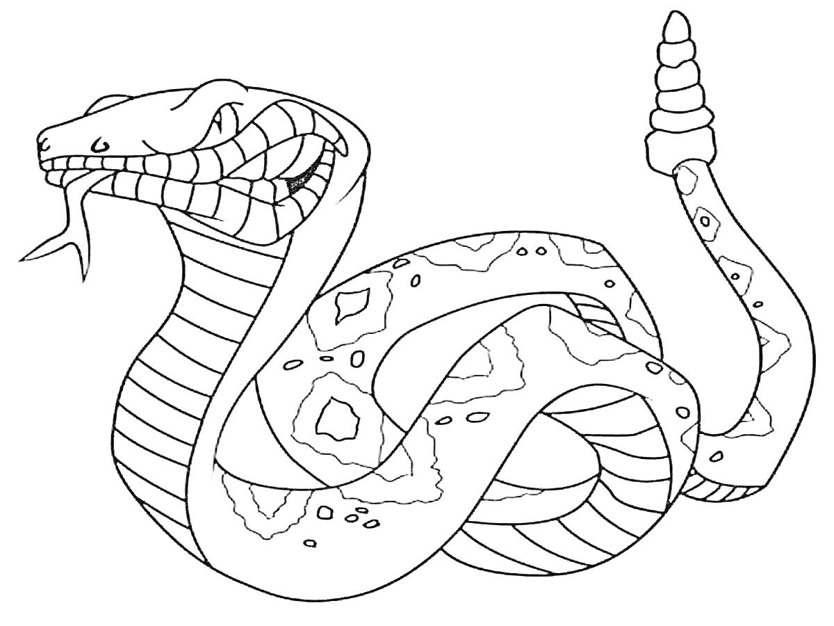 Раскраска Змея с пятнами и полосами, высунутым языком и гремучим хвостом
