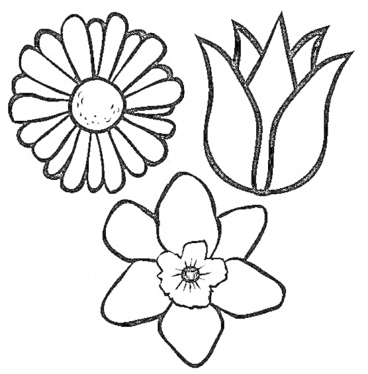 Раскраска Три цветка: маргаритка, тюльпан, нарцисс