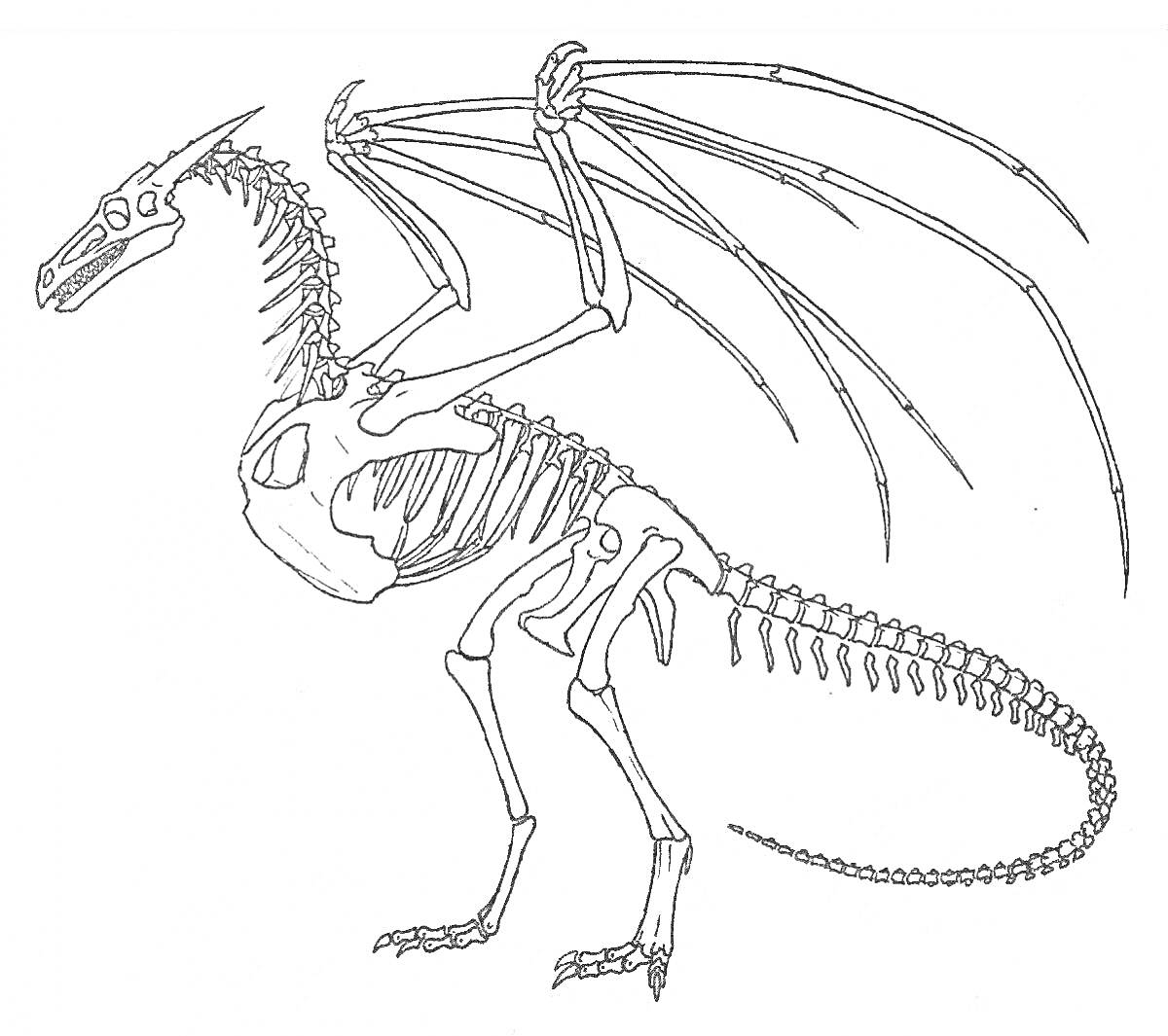 На раскраске изображено: Кости, Динозавр, Скелет, Древний ящер, Крылья, Длинный хвост, Палеонтология