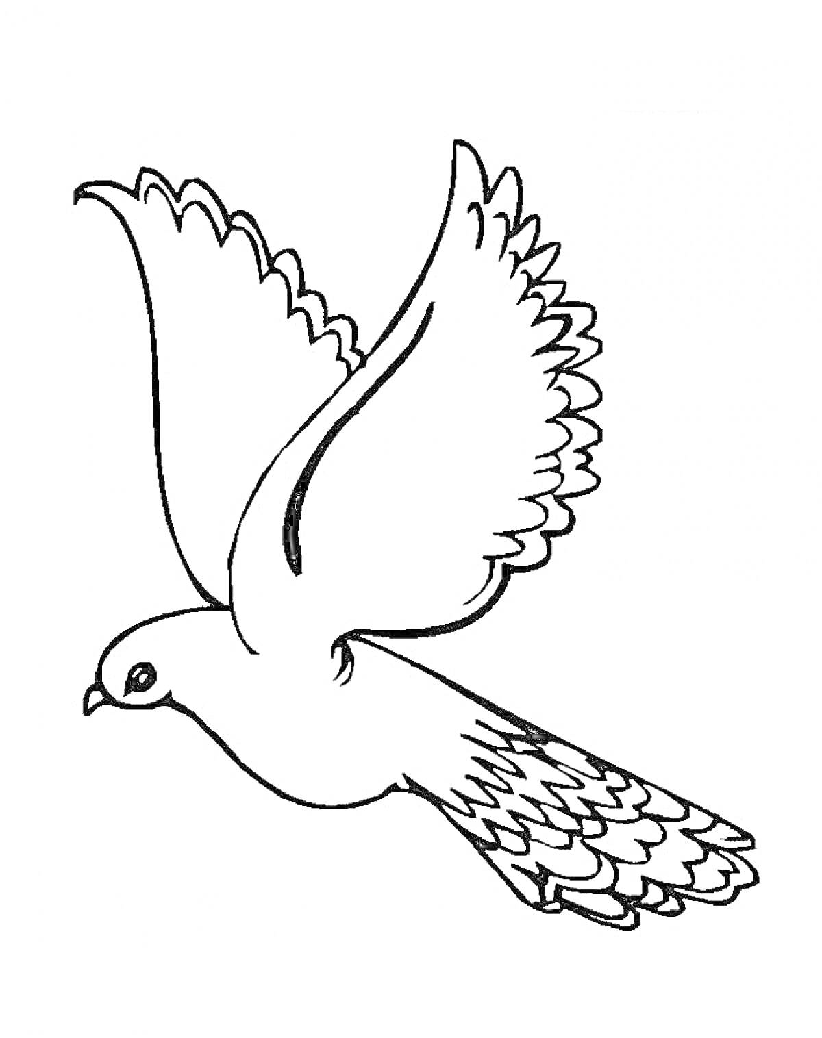 На раскраске изображено: Птица, Крылья, Животные, Голуби, Для детей, Контурные рисунки, Летающая