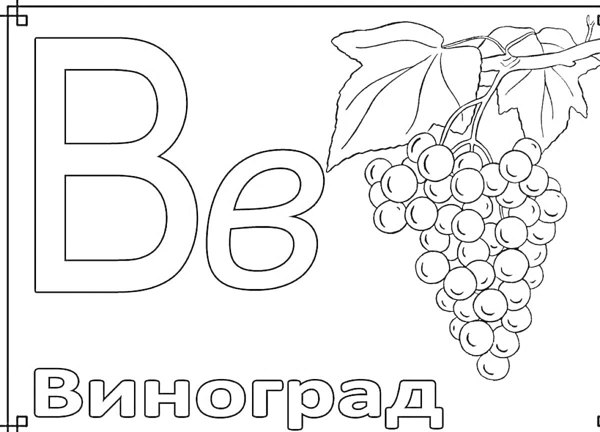 На раскраске изображено: Алфавит, Виноград, 4 года, 5 лет, Листья, Буквы, Для детей, Бутылка