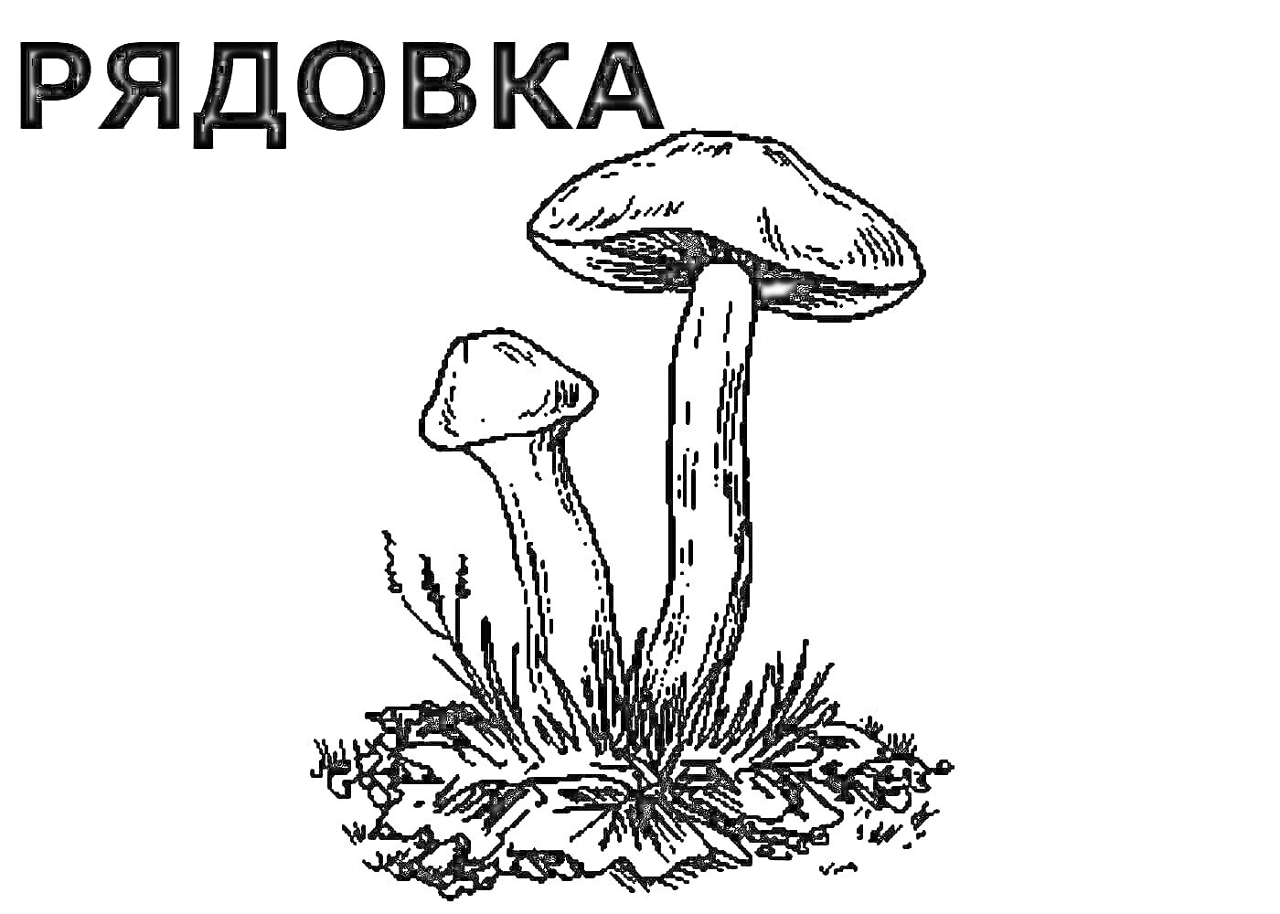На раскраске изображено: Грибы, Съедобные грибы, Природа, Ботаника, Иллюстрация, Лесные грибы