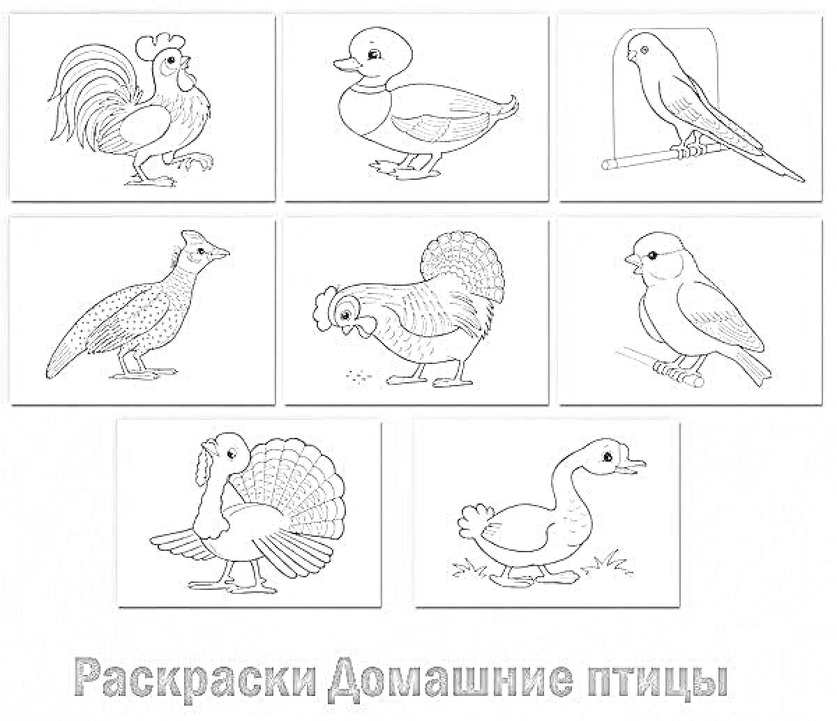На раскраске изображено: Домашние птицы, Индюк, Петух, Утка, Индейка