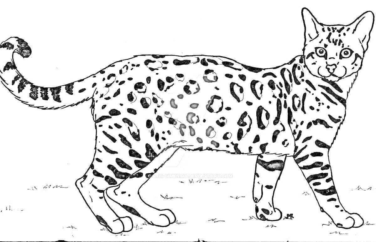 На раскраске изображено: Контурные рисунки, Домашние животные, Животные, Кот