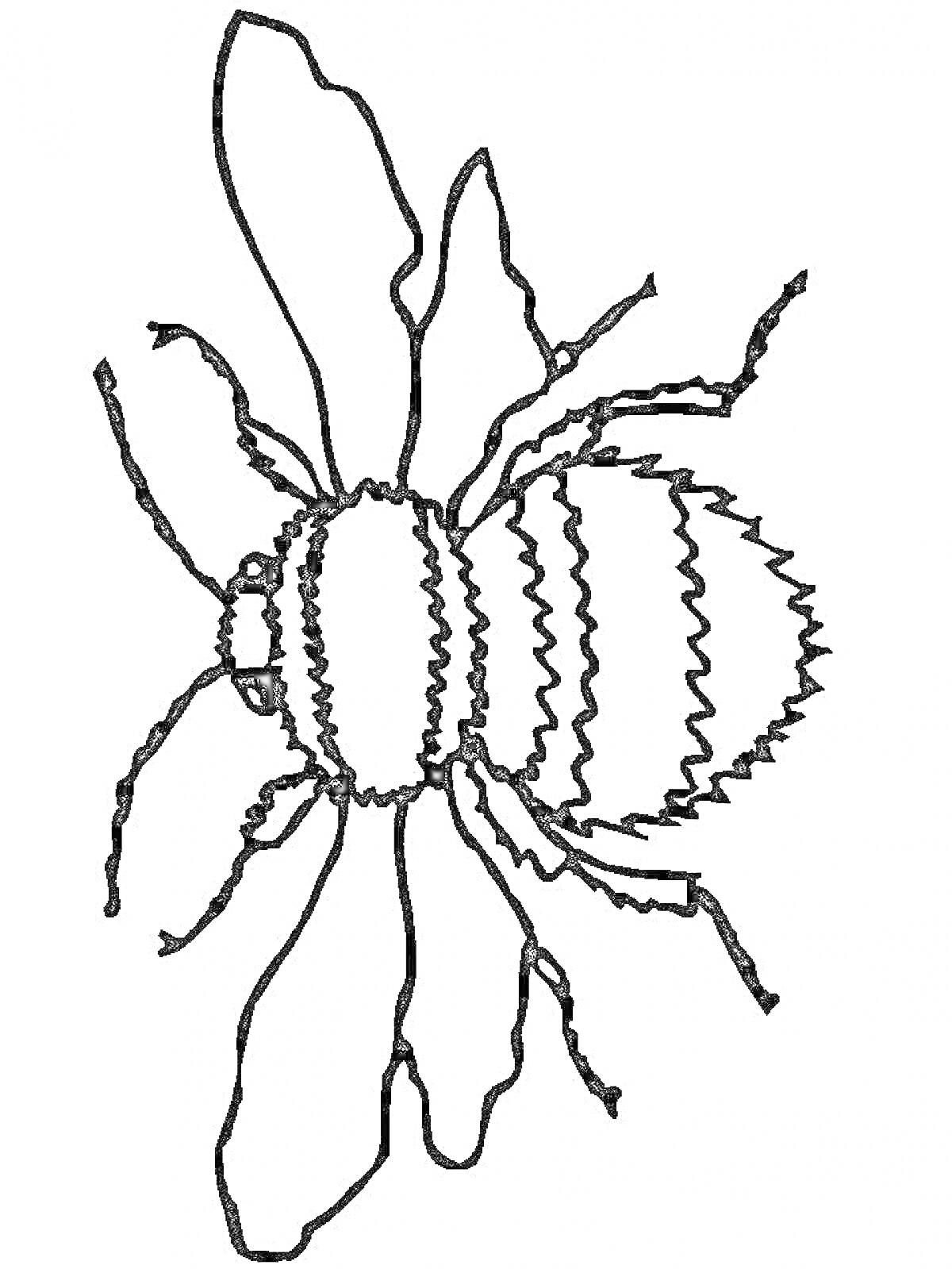 Раскраска Шмель с подробностями тела и крыльев