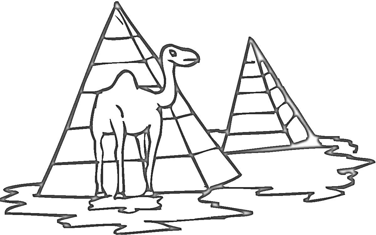 Раскраска Верблюд перед пирамидами в пустыне