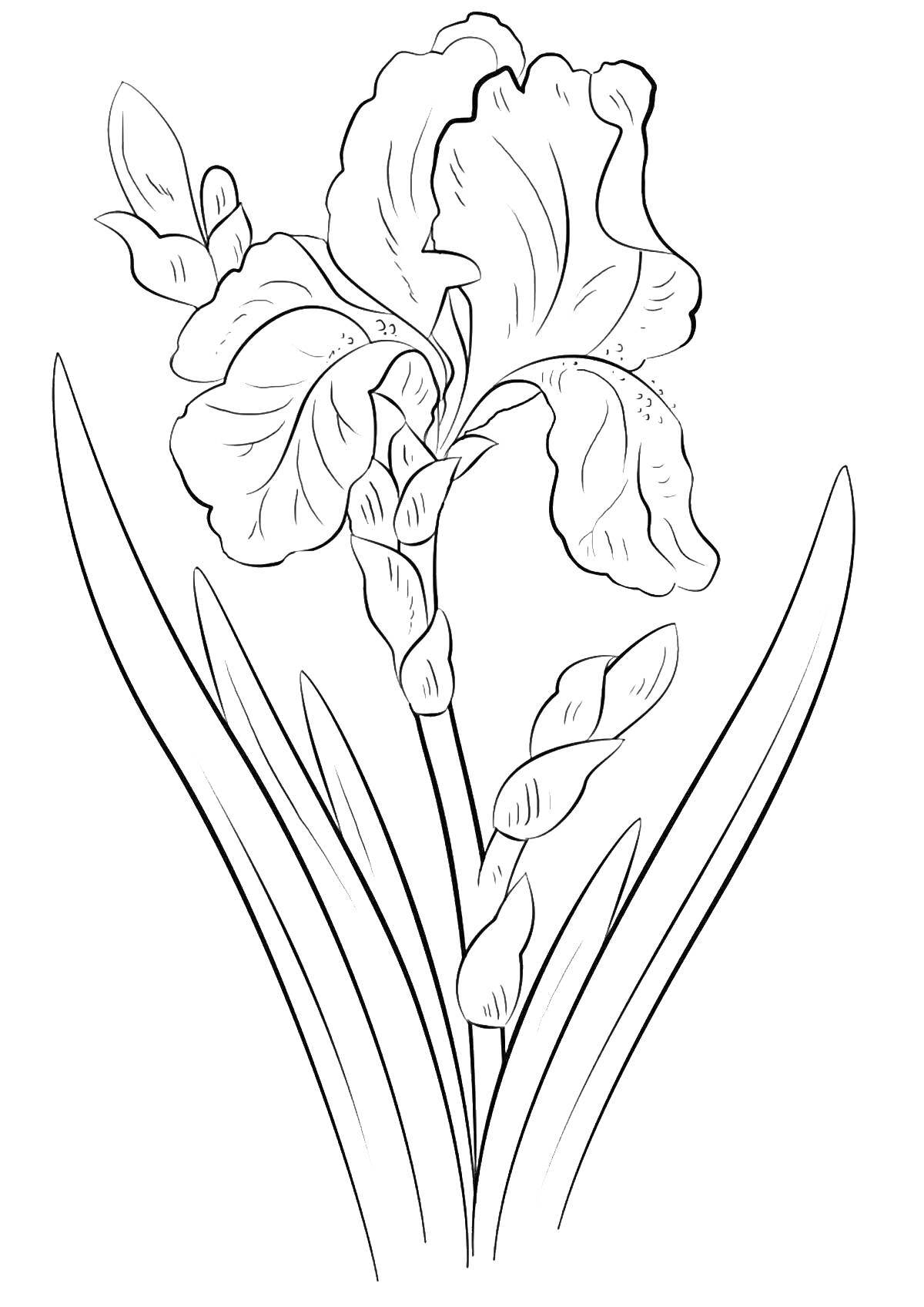 Раскраска с изображением цветка ириса с листьями и бутонами