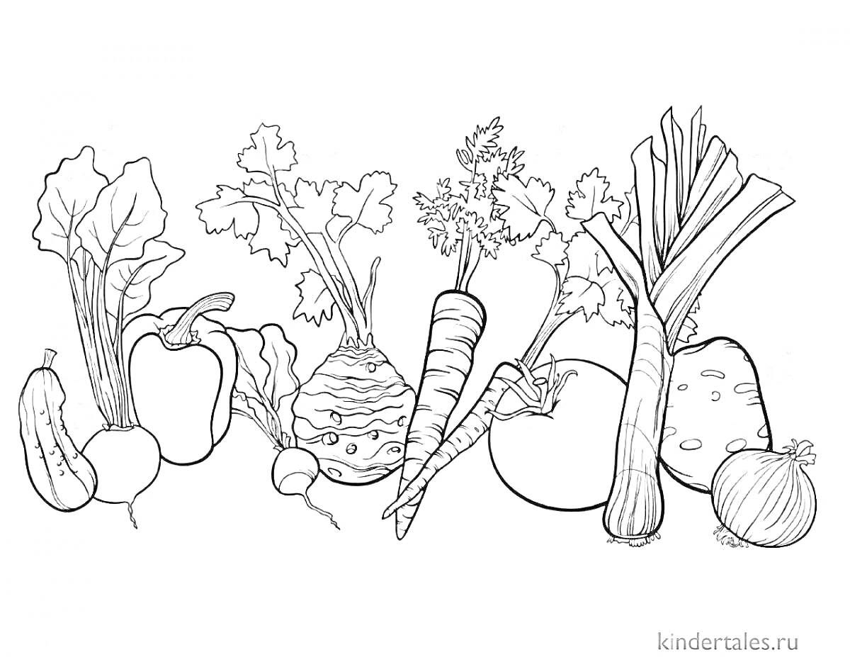 На раскраске изображено: Огород, Овощи, Перец, Морковь, Свекла, Кабачок, Картофель, Растения