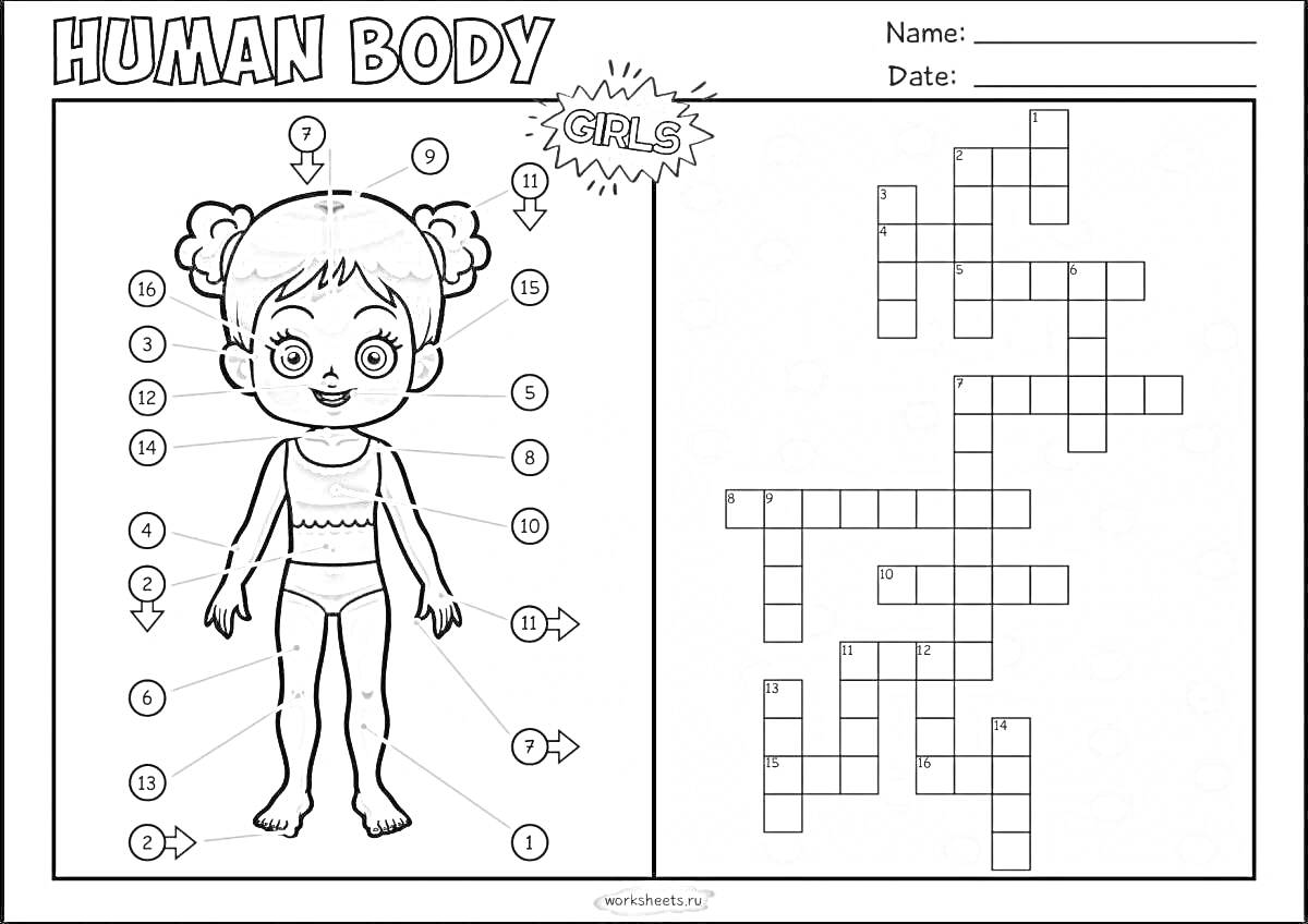 На раскраске изображено: Части тела, Девочка, Кроссворд, Анатомия