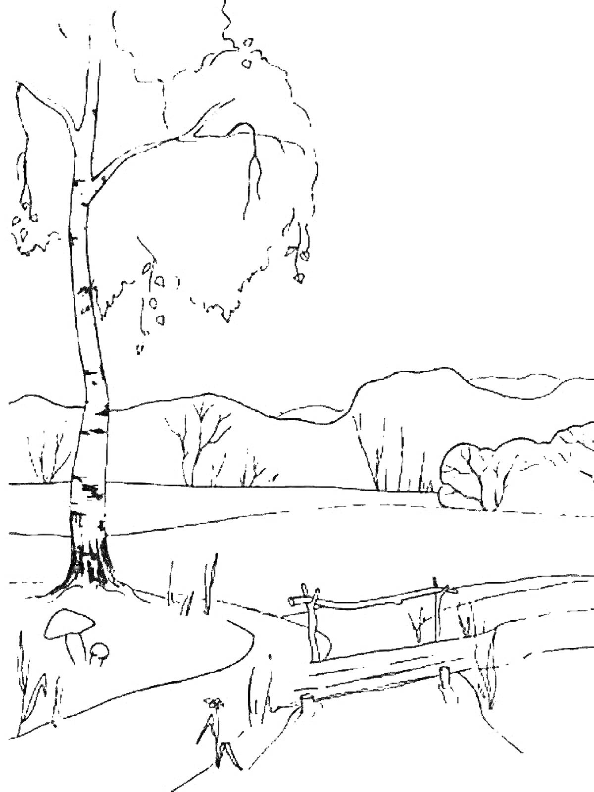 Раскраска Деревянный забор и береза на берегу ручья