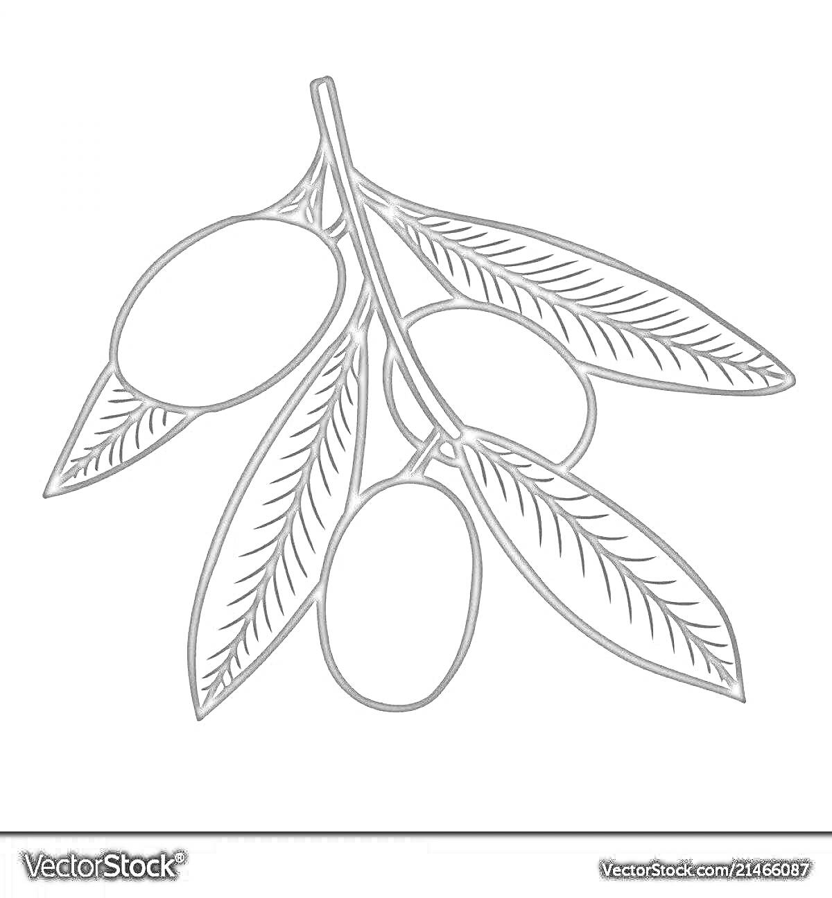 Раскраска Ветвь с тремя оливками и пятью листьями