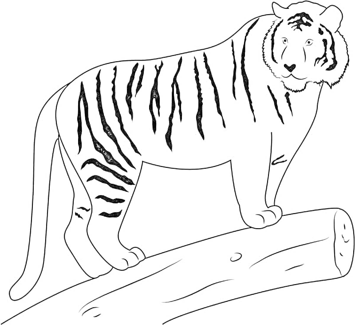 Раскраска Амурский тигр на смотровом бревне