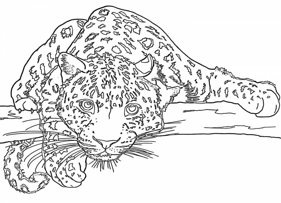 Jaguar and Her Baby Coloring Page - ColoringAll
