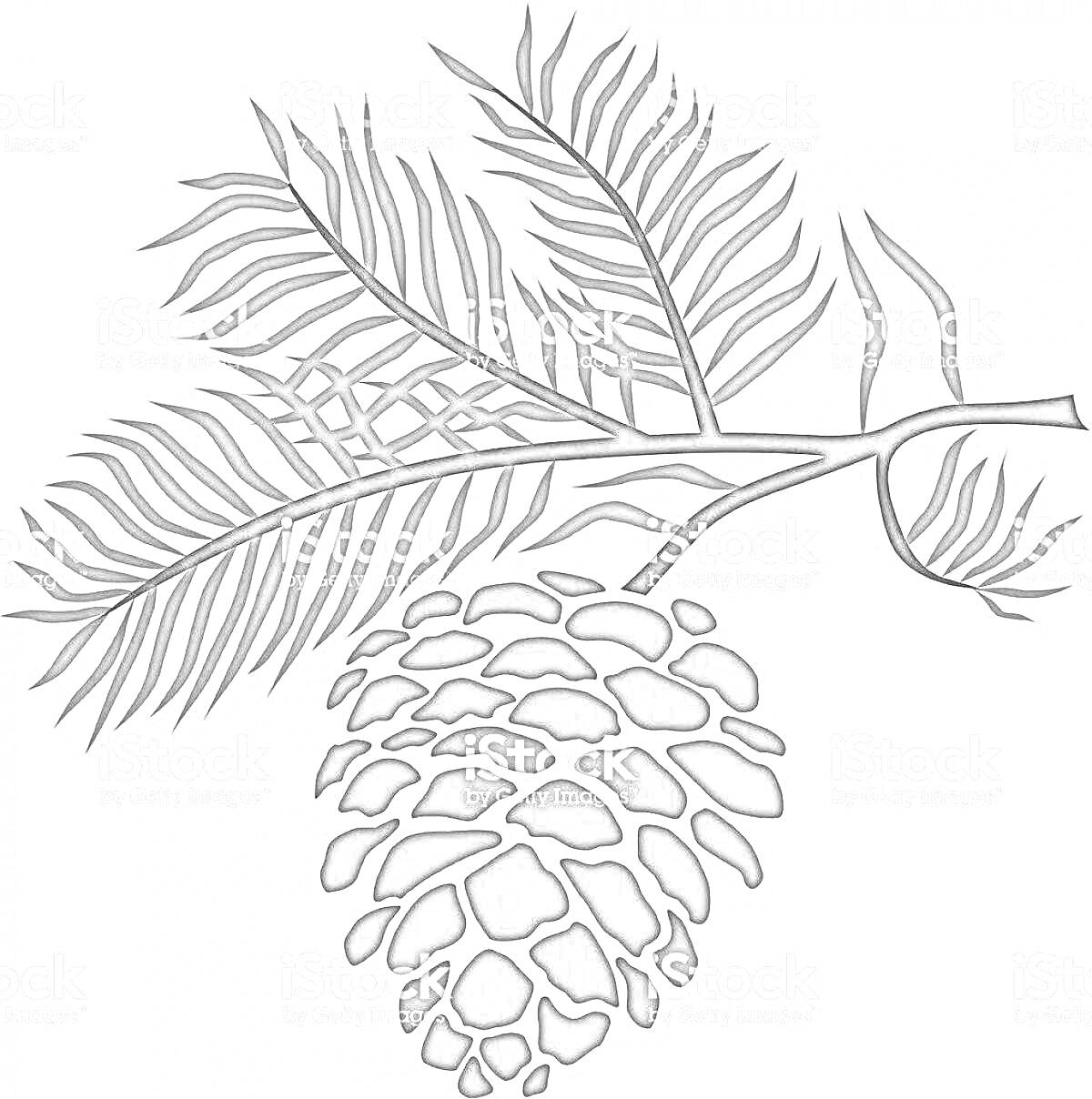 Раскраска Шишка на ветке с хвойными иголками